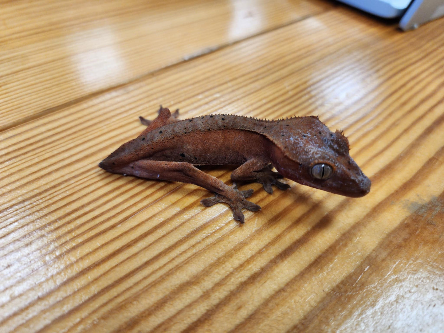 Fancy Crested Gecko
