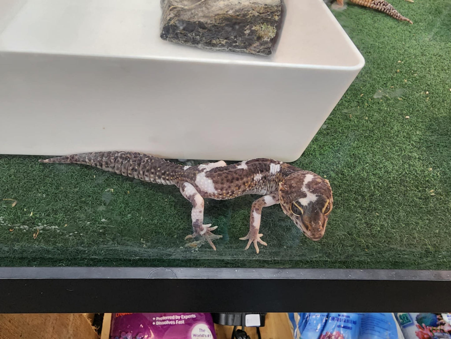 Leopard Gecko