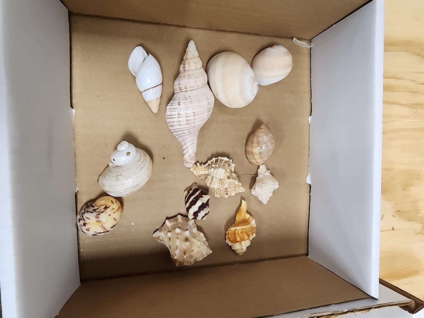 Hermit crab fancy shell medium