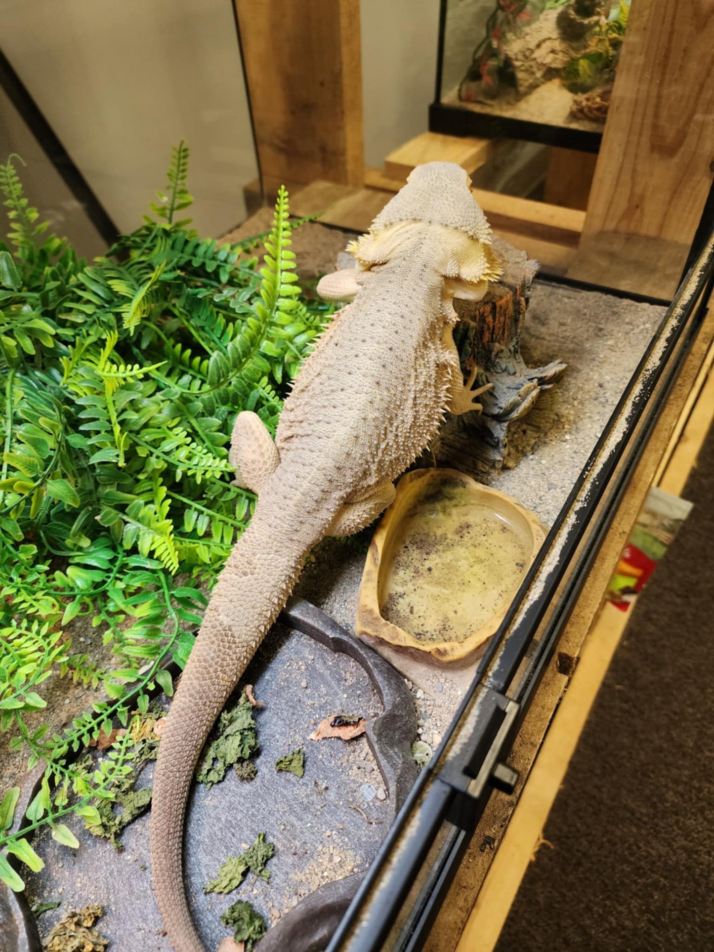 Hypo Leatherback Witblits Bearded Dragon