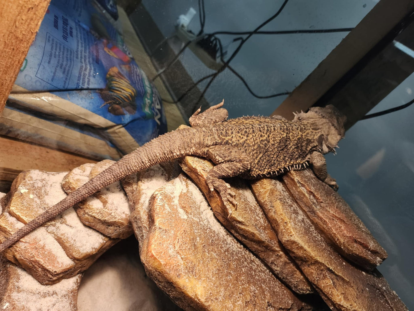 Bearded Dragons