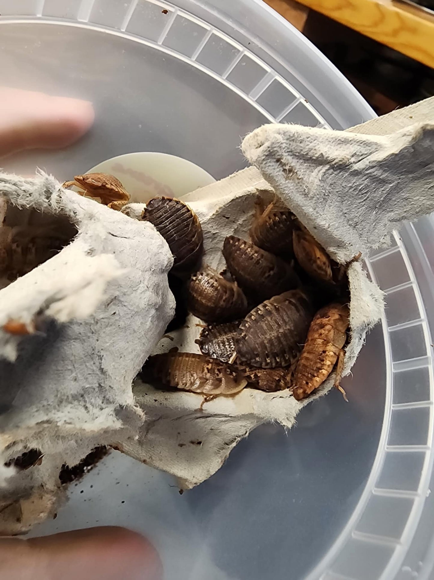 Dubia Roaches Large