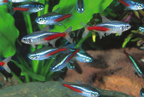 Neon tetra Large
