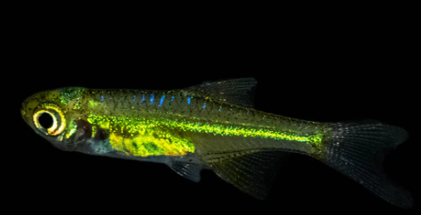 Kubotai Rasbora
