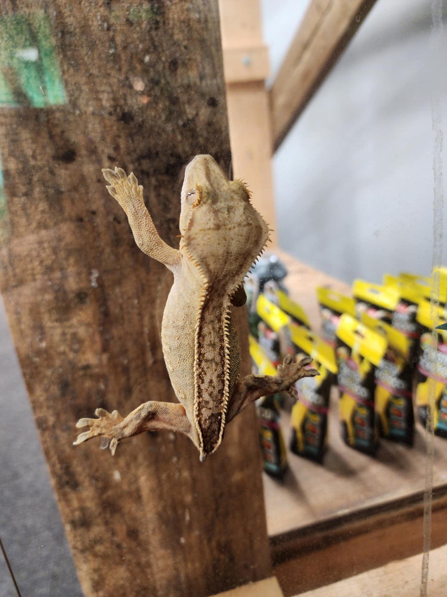 Adult Crested Gecko Female