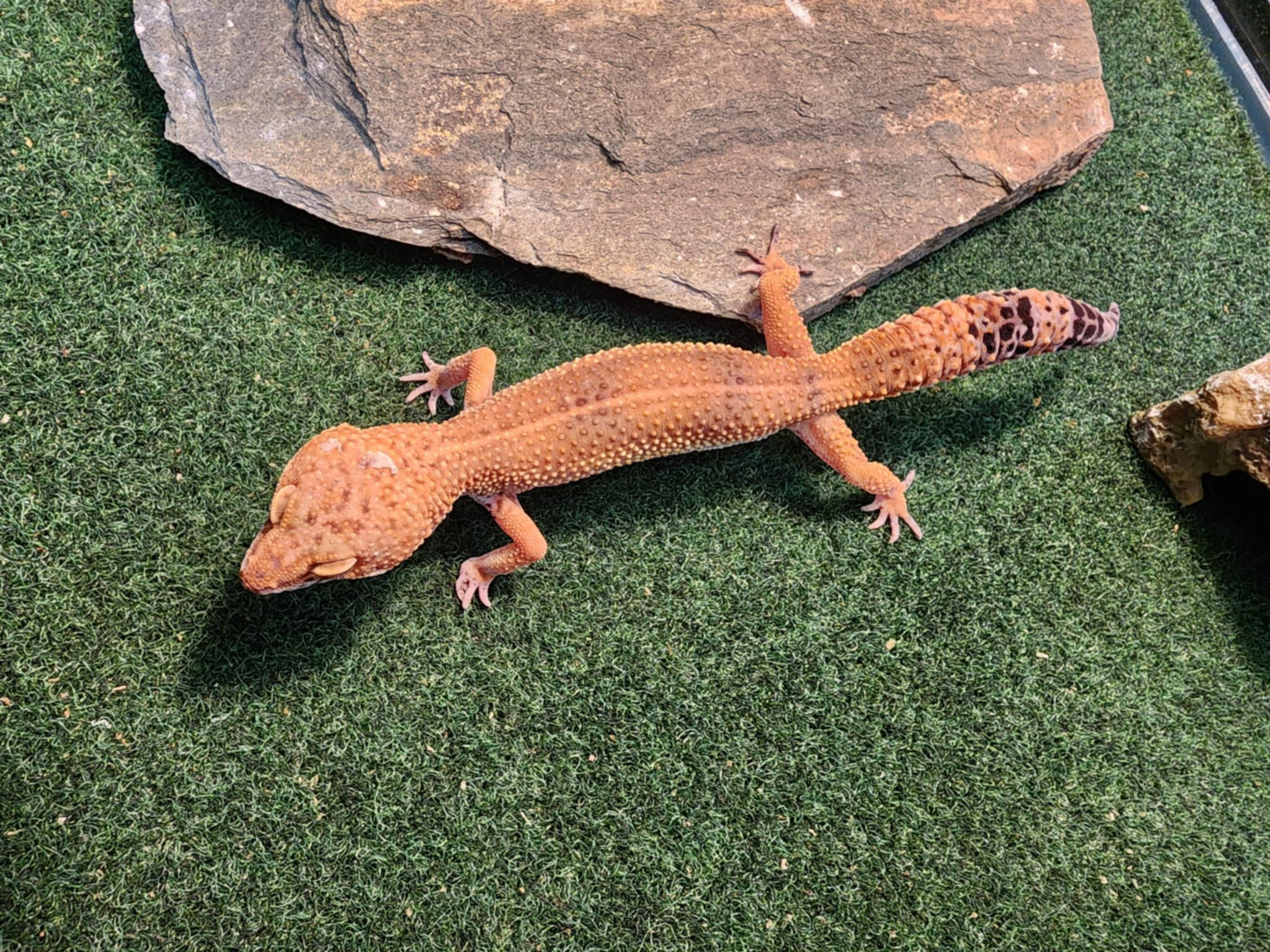 Leopard Gecko