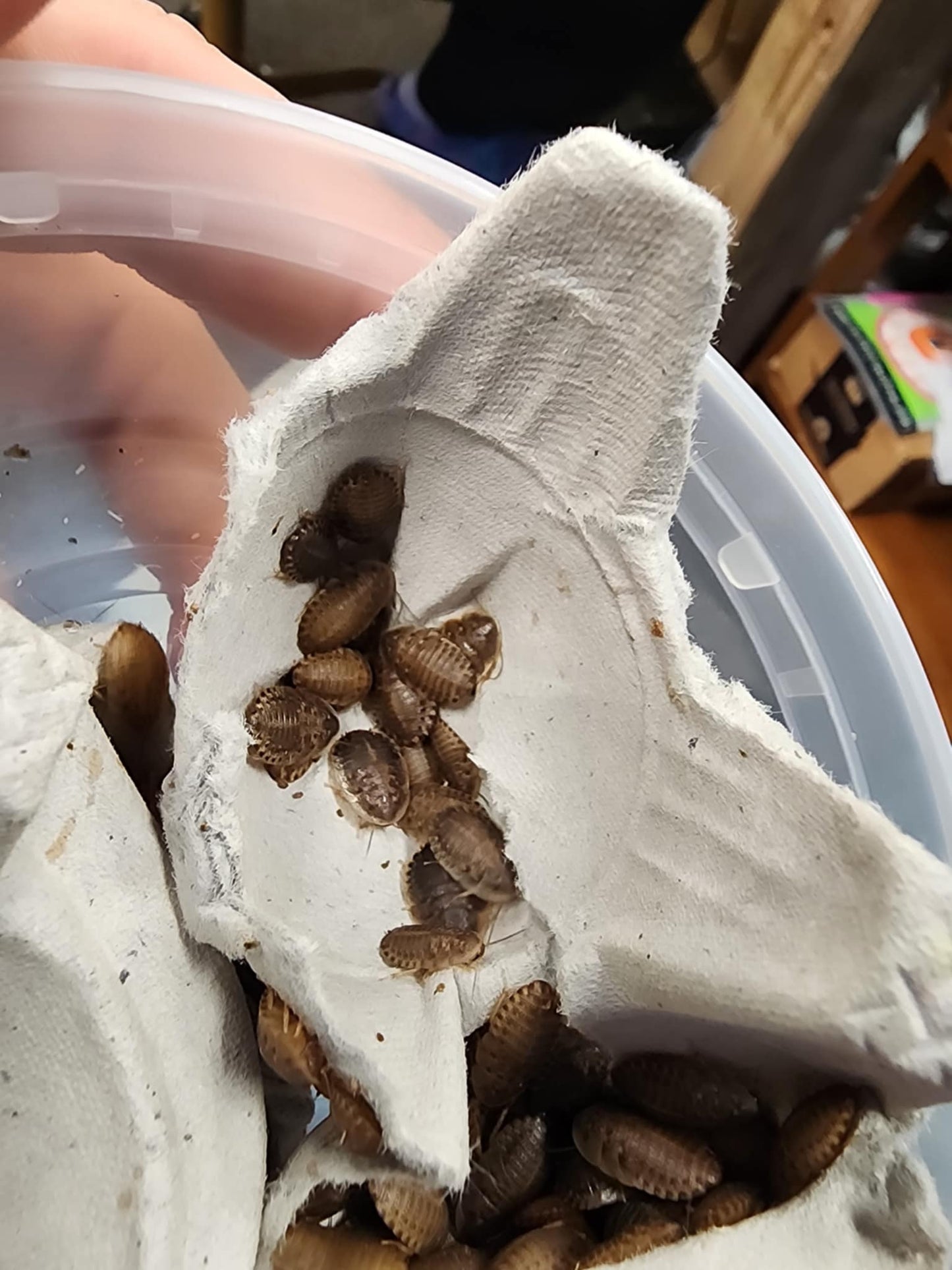 Dubia Roaches Small