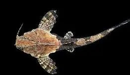 Banjo Catfish