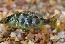 Venustus Cichlid Medium