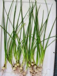 Onion Dwarf Plant