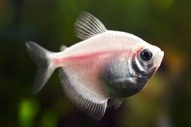 White Skirt Tetra