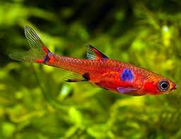 Spotted Dwarf Rasbora