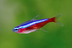 Cardinal Tetra Large