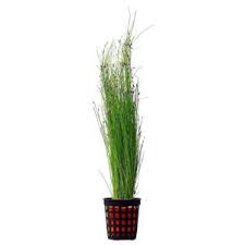Giant Hairgrass Potted