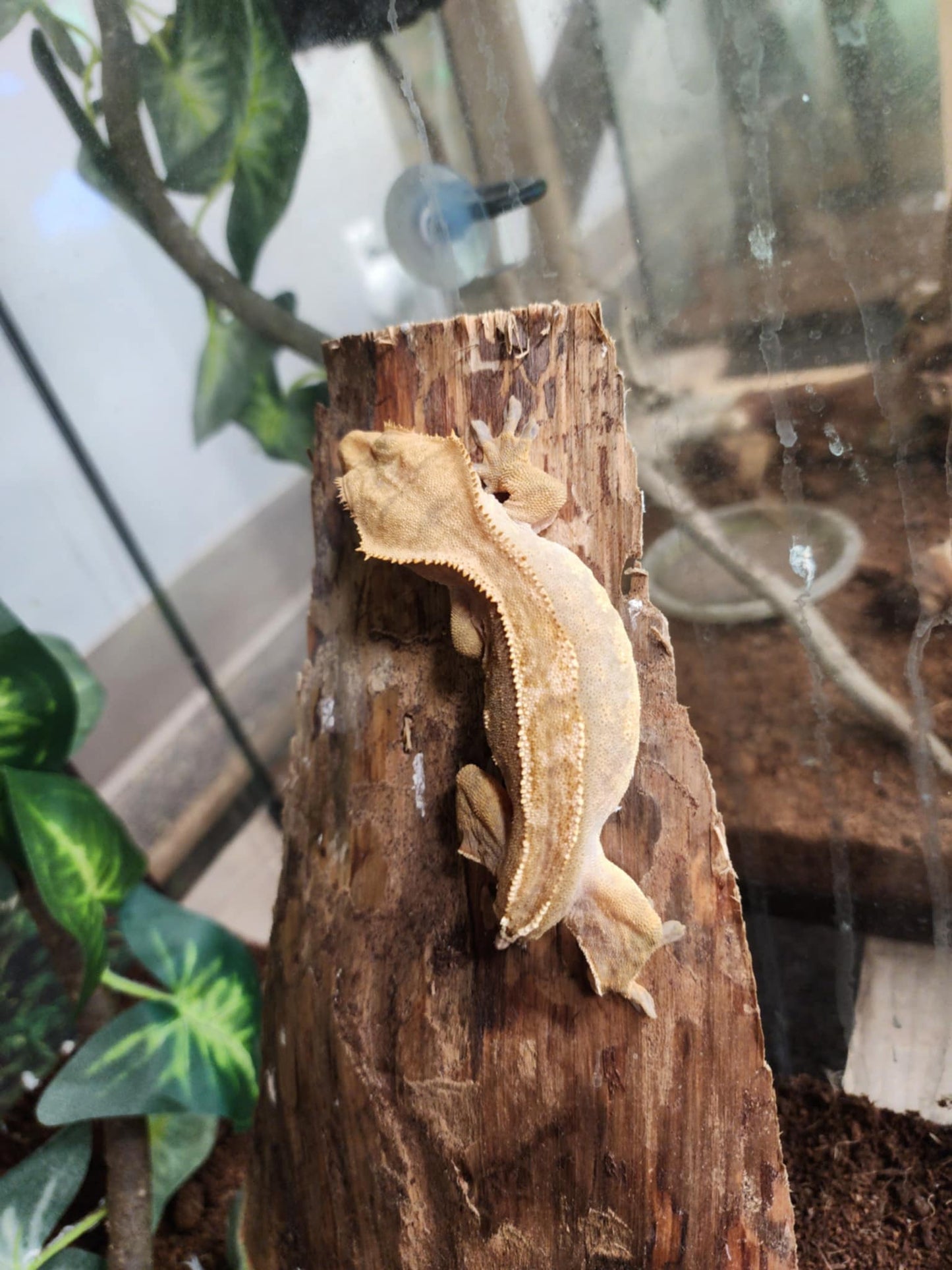 Adult Crested Gecko Female