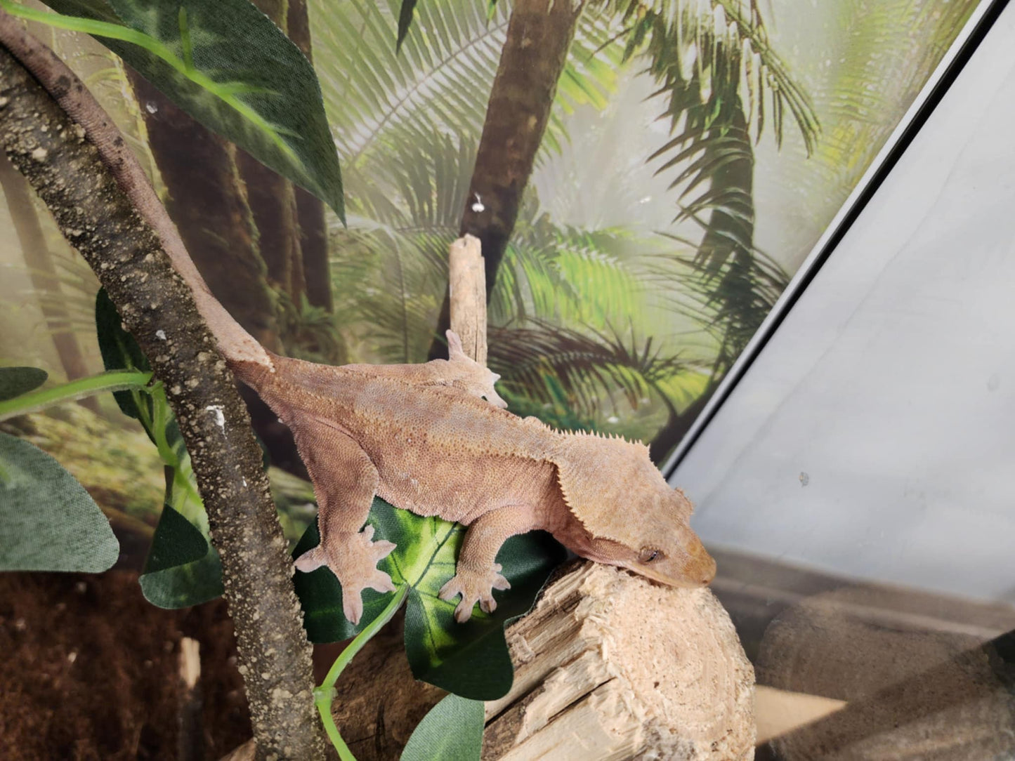 Adult Crested Gecko Female