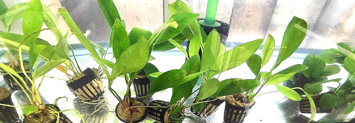 Anubias Barteri Congensis Potted