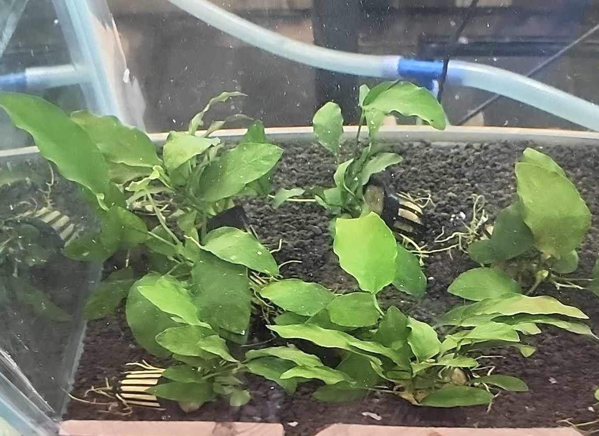 Anubias Barteri “Broadleaf” Potted