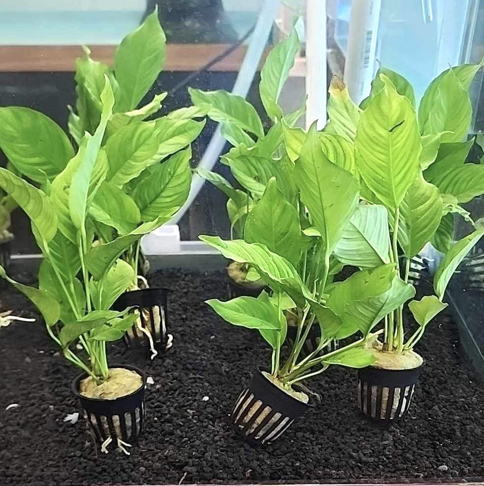 Anubias Heterophylla Potted