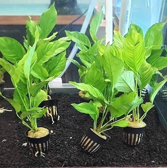 Anubias Heterophylla Potted
