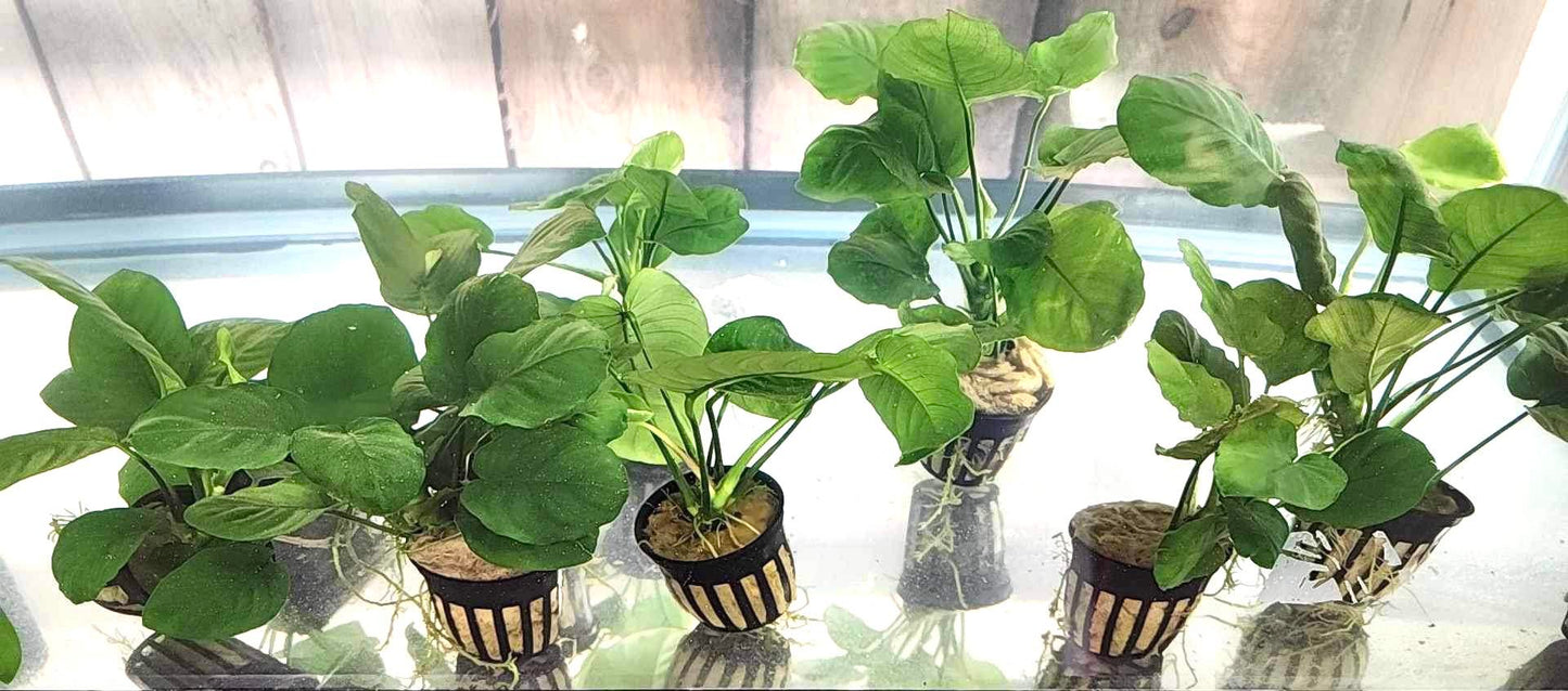 Anubias Barteri Golden Coin Potted