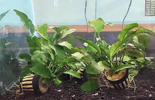 Anubias Barteri “Broadleaf” Potted