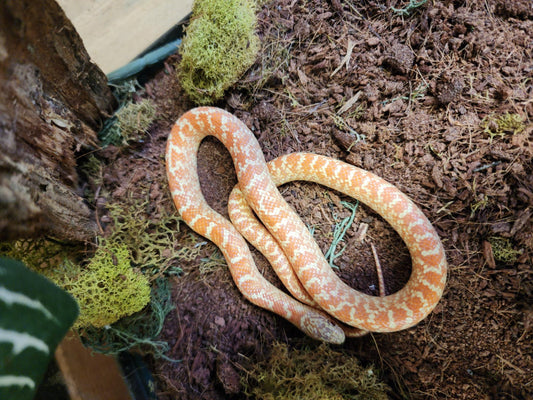 Albino Prairie King Snake