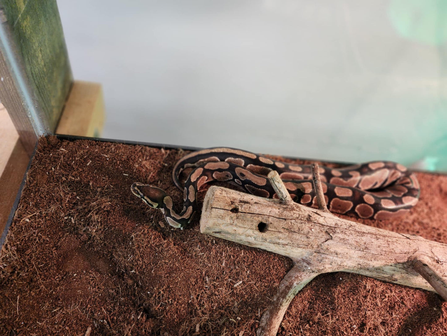 Ball Python Medium