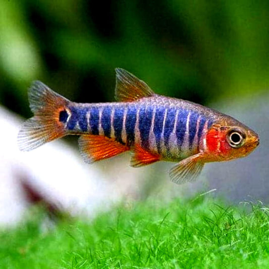 Dwarf Emerald Rasbora