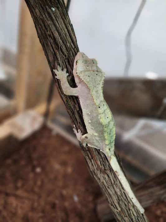 Adult Crested Gecko Female