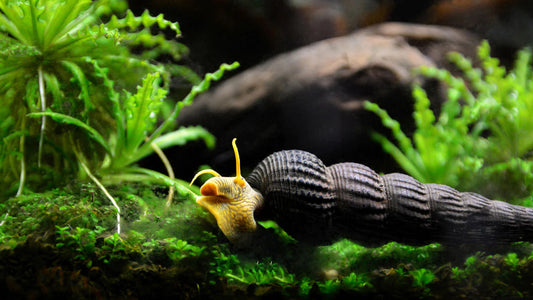 Assorted Rabbit Snail