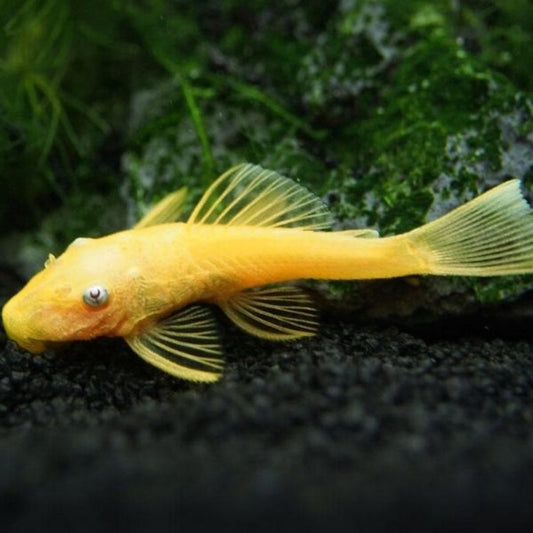 Blue Eye Lemon Bristlenose Pleco