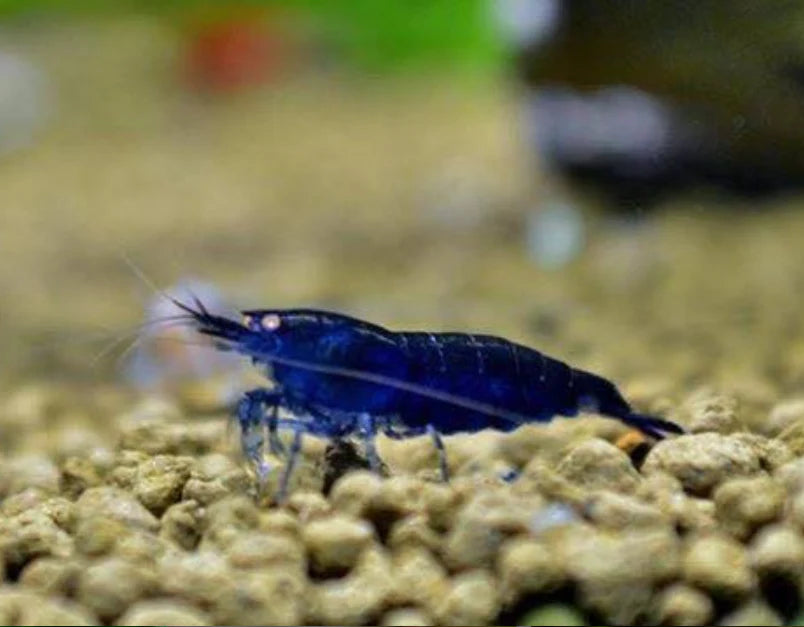 Blue Diamond Shrimp