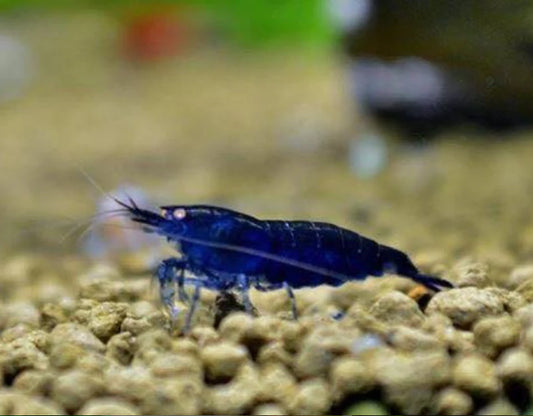 Blue Diamond Shrimp