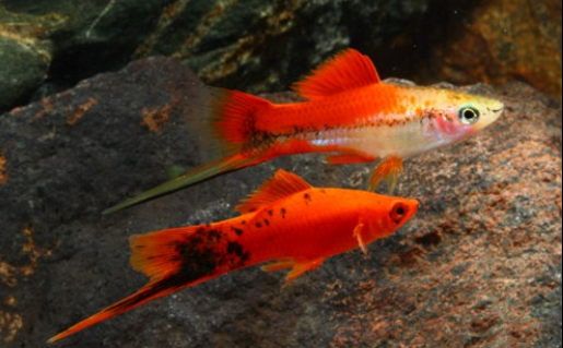 Assorted swordtail