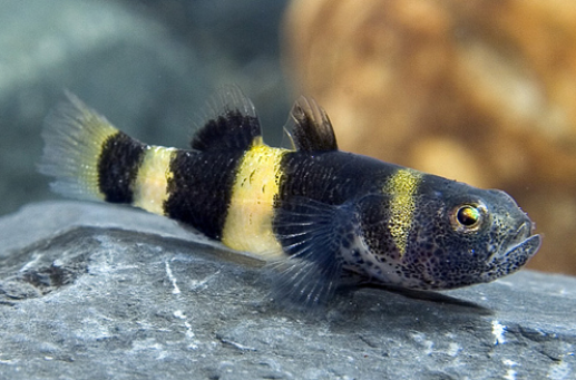 Bumblebee Goby