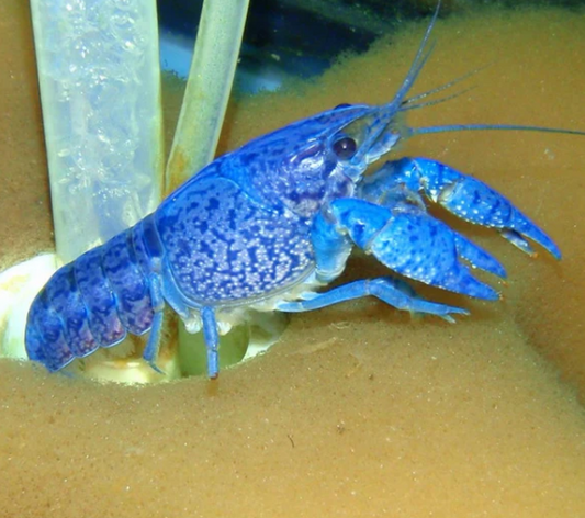 Electric Blue Lobster