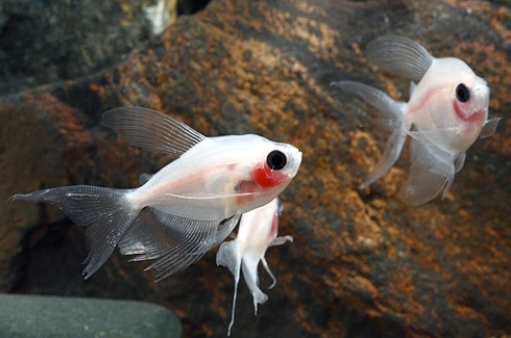 Blushing Longfin White Skirt Tetra