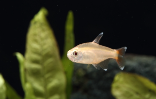 Albino Silvertip Tetra