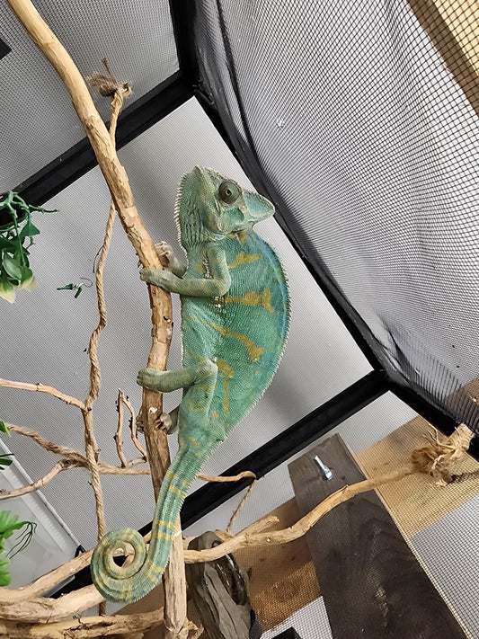 Veiled Chameleon Medium