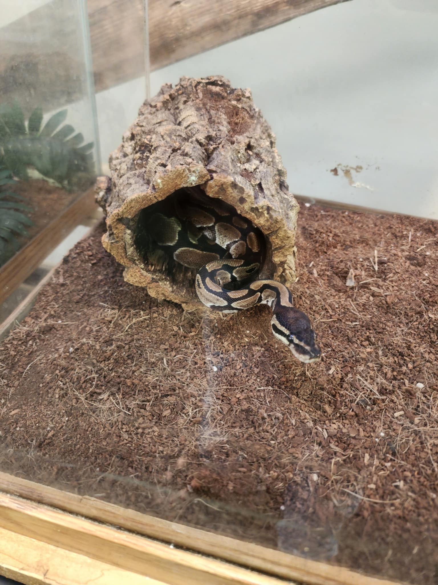 Ball Python Small – Natural AquariumZ