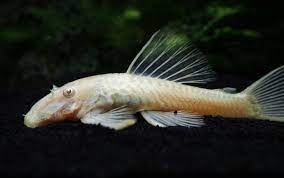 Albino Bristlenose Pleco