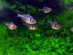 Black Phantom Tetra