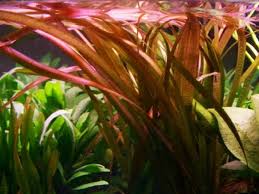 Jungle val red