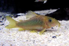 Corydoras