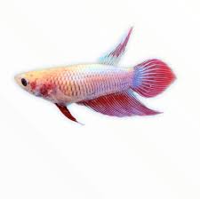 Female Betta