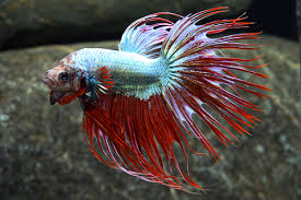 Crowntail Dragonscale Male Betta