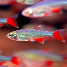 Bloodfin Tetra