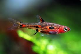 Phoenix Rasbora