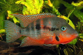 Firemouth cichlid